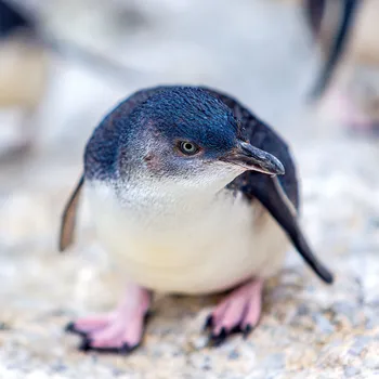 Adopt a penguin