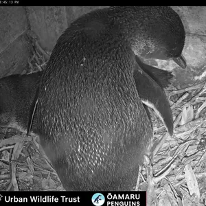 Nest camera pair
