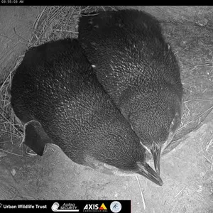 Nest camera pair