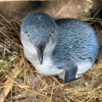 Adopt a penguin